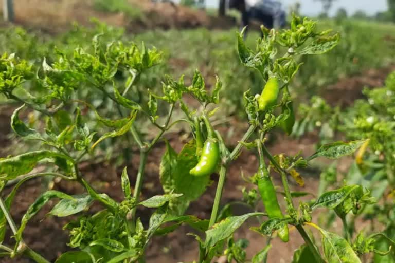 virus in chilli crop