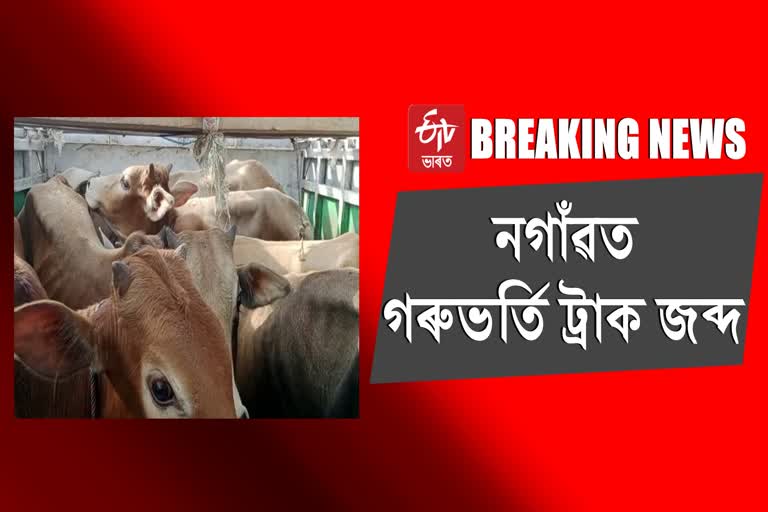 নগাঁও আৰক্ষীয়ে জব্দ কৰিলে গৰুভৰ্তি বাহন