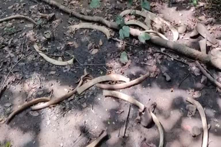 death elephant skeleton found in angul