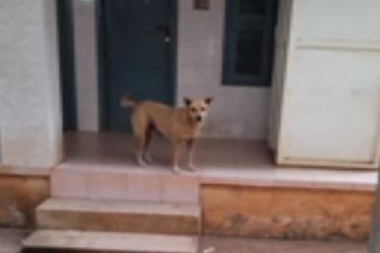 Woman awaiting cat bite injection bitten by dog at Kerala health centre
