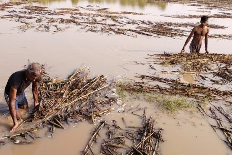 Crop Damage  in Bharatpur