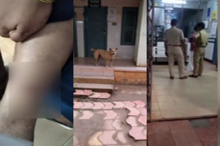 Woman goes to clinic to treat a cat byte, bitten by dog inside the clinic