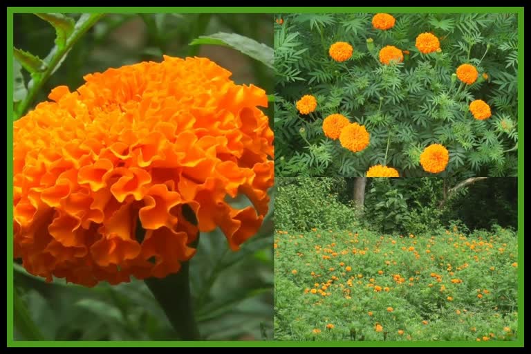 Marigold flower farming in Sirmaur