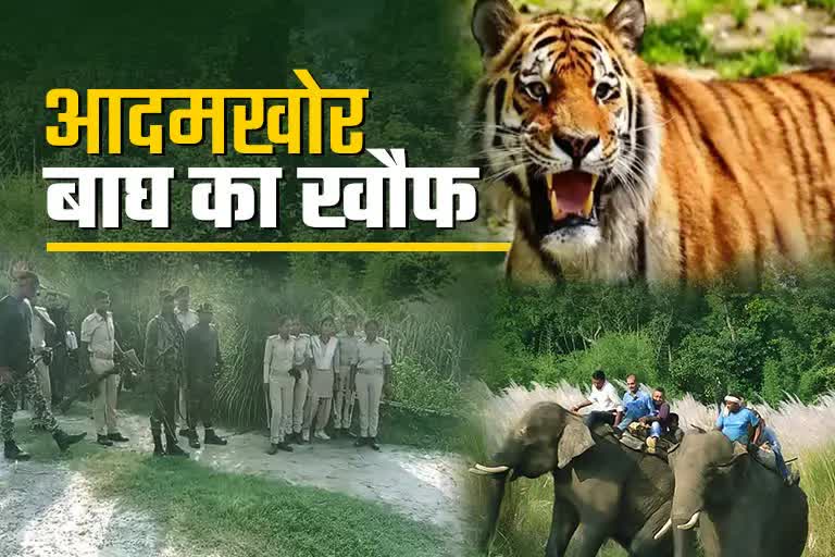 tiger Etv Bharat