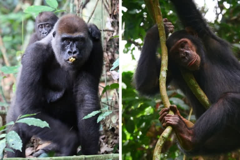 Gorillas chimpanzees Social Relation