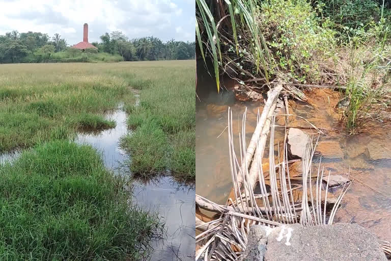 കൃഷിയിറിക്കാനാകാതെ ചോണോംകണ്ടം പാടശേഖരം  ചോണോംകണ്ടം പാടശേഖരം  ബണ്ട് പൊട്ടി വെള്ളം വയലിലേക്ക്  പാലം നിർമാണത്തിലെ അശാസ്ത്രീയത  Uncultivable ChonomKandam field  bund burst in ChonomKandam field  Farmers of Kannur are in distress  Uncultivable ChonomKandam field in kannur