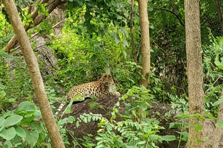 नक्सल ऑपरेशन ट्रेनिंग सेंटर में जानवरों का खतरा