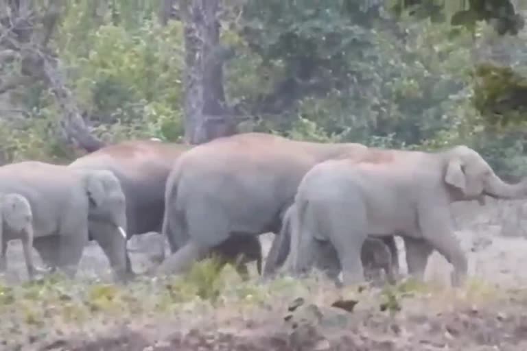 हाथी दल का उत्पात, बलरामपुर से आए 29 हाथी