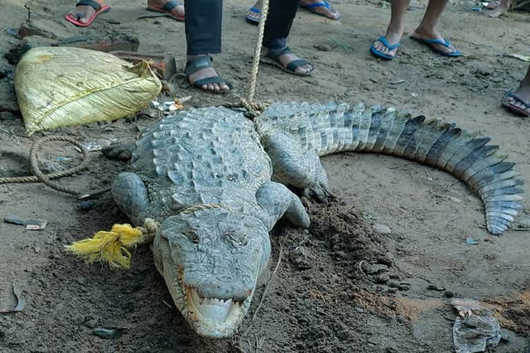 कोरबा के पाली परसदा में पकड़ाया मगरमच्छ, वनविभाग ने पानी में छोड़ा