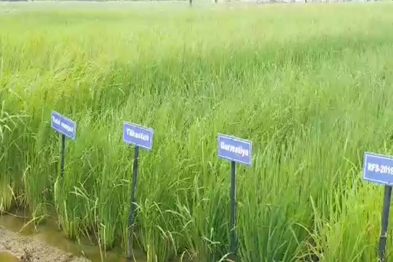 change in paddy crop due to mutation breeding