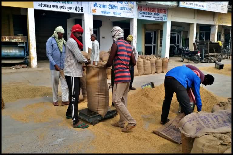 हरियाणा की सभी मंडियों में शुरू हुई परमल धान की सरकारी खरीद