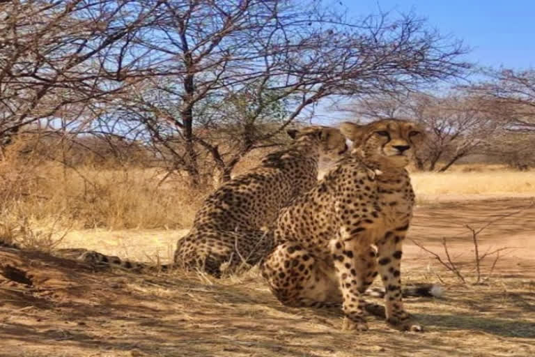 Madhya Pradesh Asha one among cheetahs brought from Namibia possibly pregnant says official