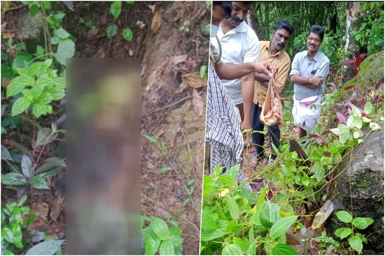 Male skeleton found in Ranni Pathanamthitta  Male skeleton found in Ranni  Male skeleton  പുരയിടത്തില്‍ പുരുഷന്‍റെ അസ്ഥികൂടം കണ്ടെത്തി  പുരുഷന്‍റെ അസ്ഥികൂടം കണ്ടെത്തി  പത്തനംതിട്ട റാന്നി  പത്തനംതിട്ട  അസ്ഥികൂടം  റാന്നി പൊലീസ്