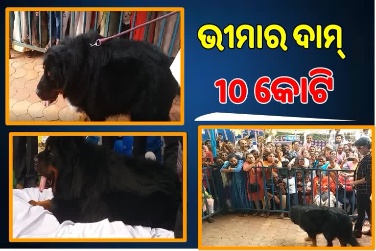 କୁକୁର ଶୋ, 10 କୋଟିର କୁକୁରକୁ ଦେଖିବା ପାଇଁ ଖଚାଖଚ ଭିଡ