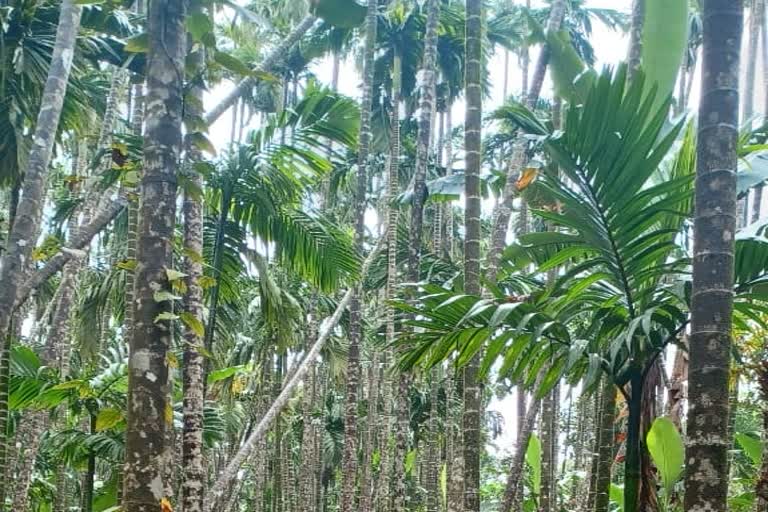 rs-4-crore-grant-released-to-control-areca-nut-leaf-spot-disease