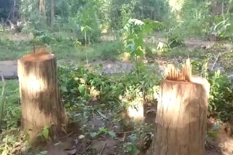 wood smuggling in nayagarh