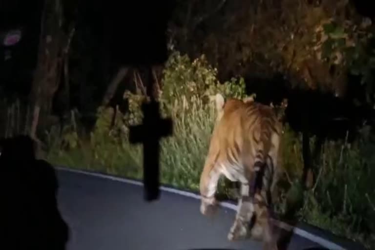 tiger found  periyavara road side  munnar  idukki tiger  munnar tiger attack  latest news in idukki  latest news today  മൂന്നാറില്‍ ആക്രമണം നടത്തിയ കടുവ  കടുവയെ കണ്ടെത്തി  കടുവയെ പെരിയവര റോഡരുകിൽ കണ്ടെത്തി  തൊഴുത്തില്‍ ആക്രമണം നടത്തിയ കടുവ  മേഖലയില്‍ വനം വകുപ്പ് നിരീക്ഷണം ശക്തമാക്കി  കടലാർ  ലാക്കാട് മേഖല  ഇടുക്കിയില്‍ കടുവ ആക്രമണം  ഇടുക്കി ഏറ്റവും പുതിയ വാര്‍ത്ത  ഇന്നത്തെ പ്രധാന വാര്‍ത്ത