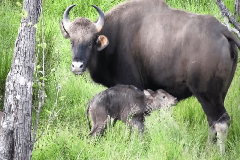 காட்டெருமை கன்றினை கண்காணிக்கும் வனத்துறையினர்
