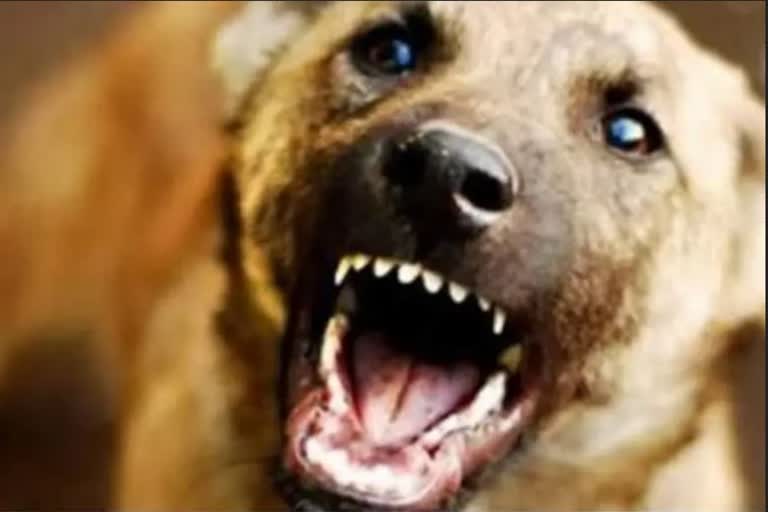 ഏറ്റുമാനൂര്‍ നഗരത്തില്‍ ഏഴ് പേരെ കടിച്ച നായയ്ക്ക് പേവിഷബാധ സ്ഥിരീകരിച്ചു  A stray dog infected with rabies  Kottayam news updates  latest news in Kottayam  kerala news updates in kottayam  stray dog updates