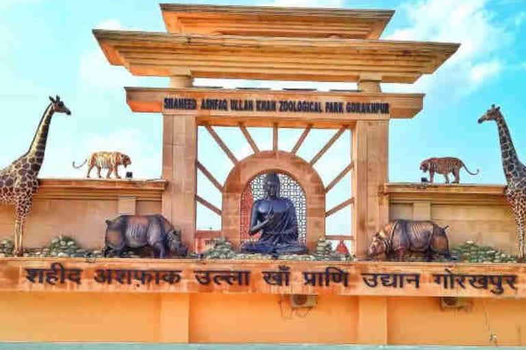 UP CM Yogi Adityanath to name 2 leopard cubs at Gorakhpur zoo