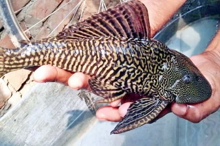 sakar mouth catfish found in bagaha