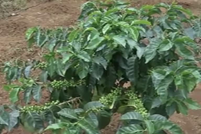 Coffee cultivation in Naxalite area of bastar