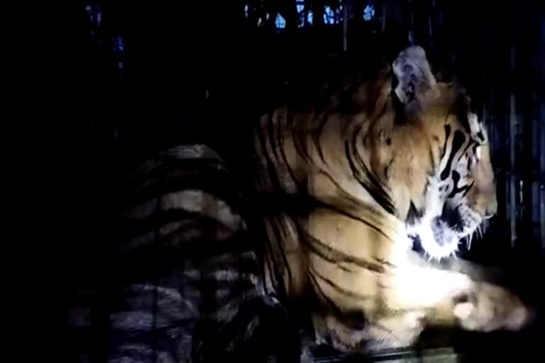 violent tiger  tiger in munnar region  caught by forest department  forest department in idukki  tiger that spread terror  tiger caught  latest news in idukki  munnar tiger  latest news today  ഒടുവില്‍ കെണിയില്‍ കുരുങ്ങി  മൂന്നാര്‍ മേഖലയിൽ ഭീതി പരത്തിയ  ഭീതി പരത്തിയ കടുവ  വനം വകുപ്പിന്‍റെ കൂട്ടിലകപ്പെട്ടു  അക്രമകാരിയായ കടുവ  മൂന്നാർ നയമക്കാട് എസ്റ്റേറ്റ്  ഇടുക്കി ഏറ്റവും പുതിയ വാര്‍ത്ത  മൂന്നാറില്‍ കടുവ വനം വകുപ്പിന്‍റെ കെണിയില്‍  ഇന്നത്തെ പ്രധാന വാര്‍ത്ത