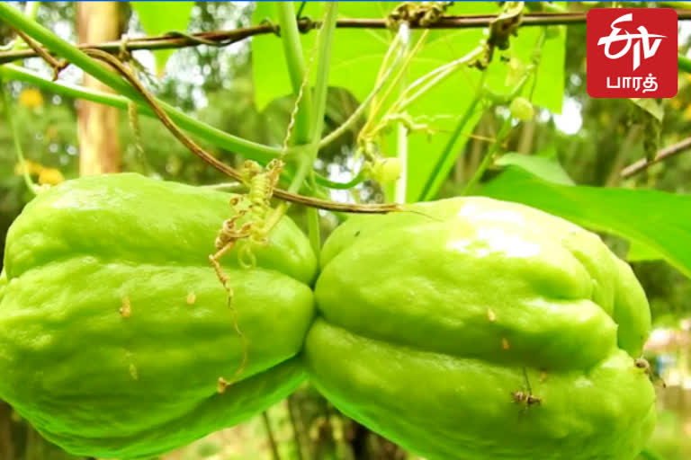 கொடைக்கானலில் சௌசௌ விளைச்சல் அமோகம் - விவசாயிகள் மகிழ்ச்சி