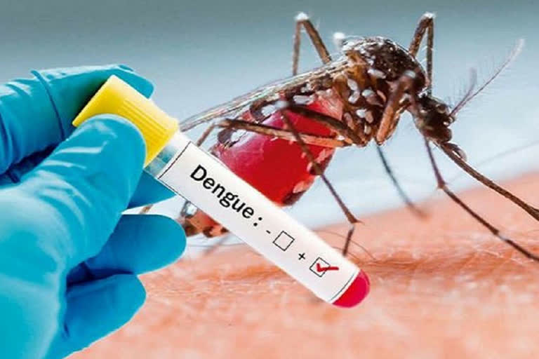 52 cases of dengue have been reported in Nainital district.