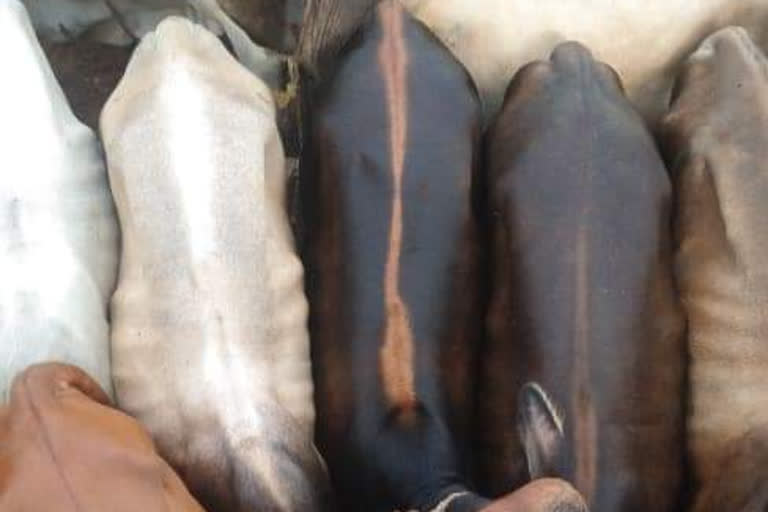 Cattle Smuggler arrested at Jorabat in Guwahati