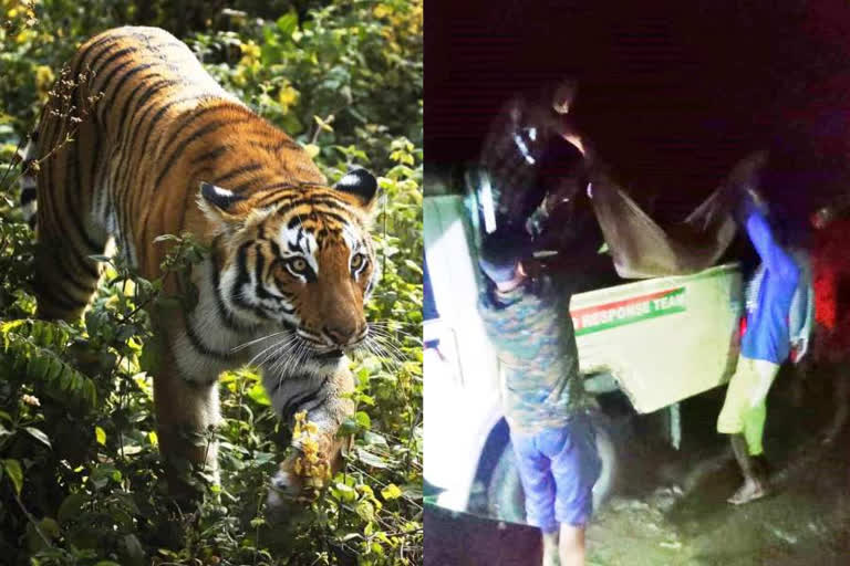 The tiger hunted girl after entering house in Bagaha Bihar
