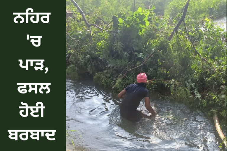 Sardulgarhs village Ahlupur has a gap in the canal, 40 acres of farmers crops have been destroyed.