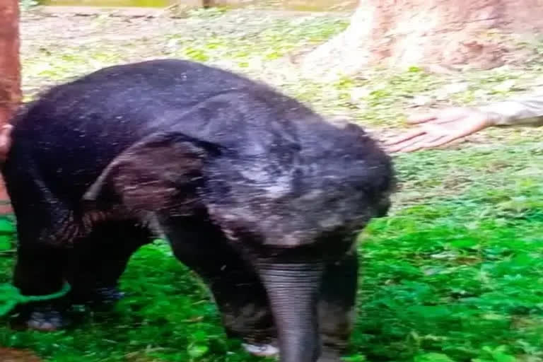 Jharkhand: Rescued elephant calf dies in Betla National Park