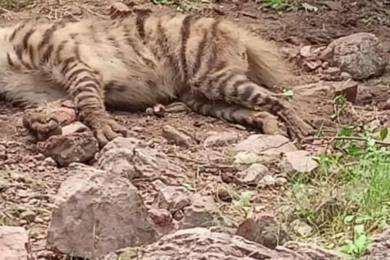Deadbody hyena found