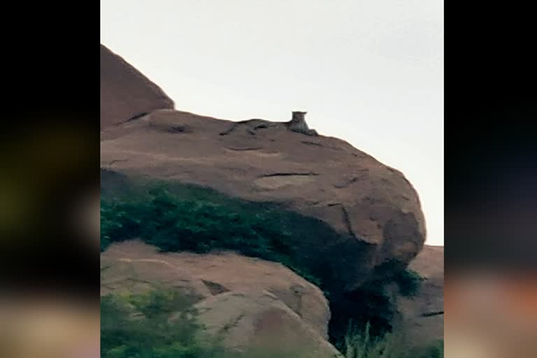 ಗಂಗಾವತಿಯಲ್ಲಿ ಚಿರತೆ ಪತ್ತೆ