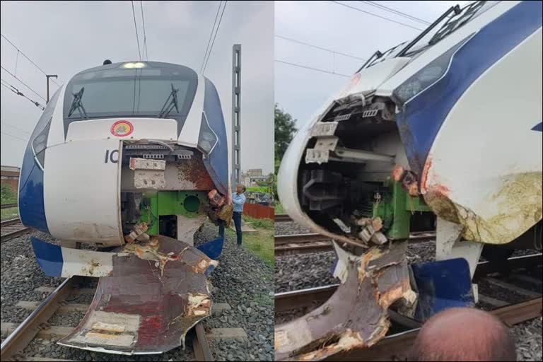 vande-bharat-train-damaged-after-colliding-with-buffalo-herd-in-ahmedabad-gujarat