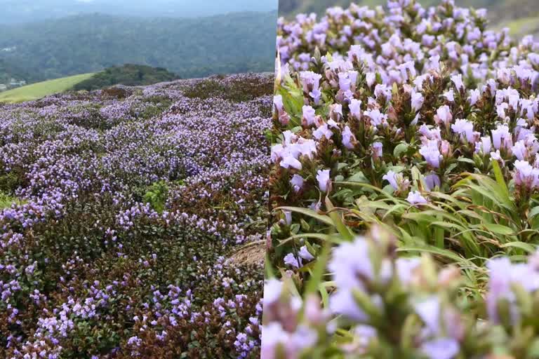 neelakurinji bloomed  neelakurinji  idukki shanthanpara  kallipara hills  neelakurinji in kallipara  latest news in idukki  munnar neelakurinji  neelakurinji flower  neelakurinji season  latest news today  idukki attractions  നീലക്കുറിഞ്ഞി