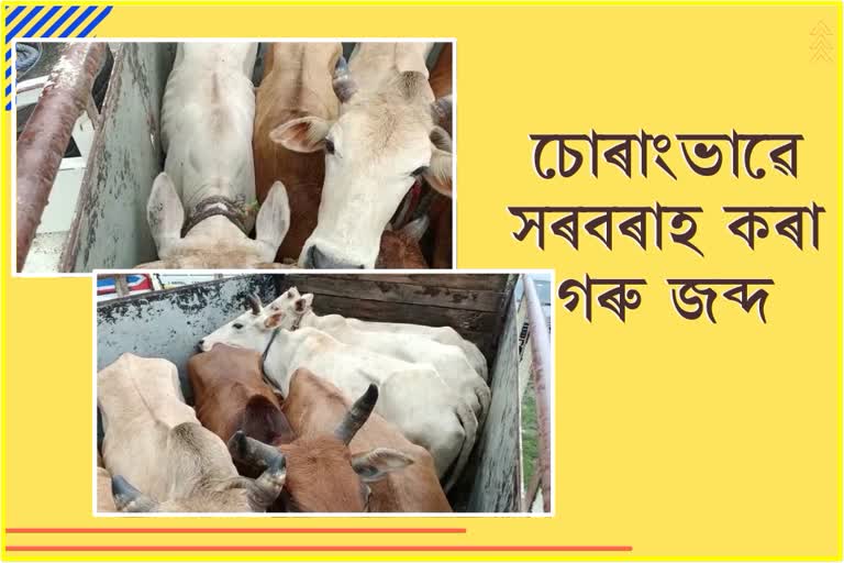 Cattle seized in Sivasagar