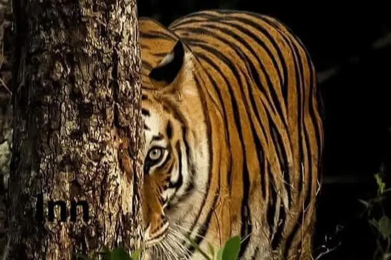 Order To Shoot Maneater Tiger In Bagaha