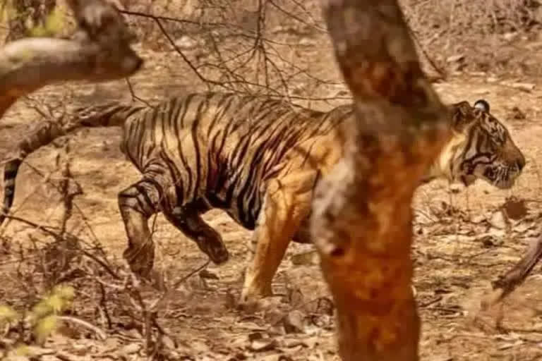 man-eater-tiger-claims-its-second-victim-in-two-days-in-bihar