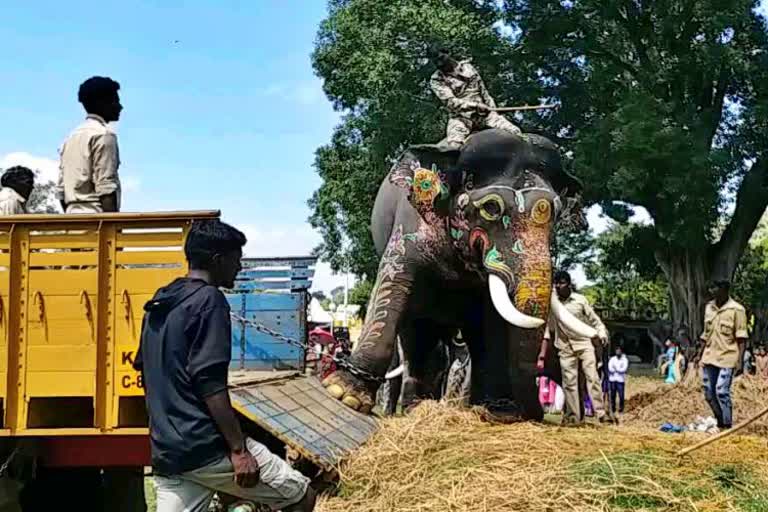 Elephant Sri Rama  refuses to leave Mysore