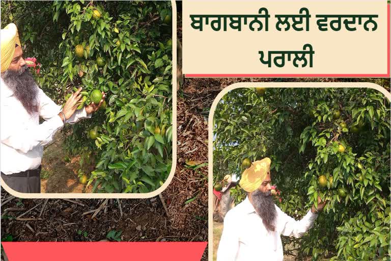 Dr Gurtej Singh an expert in fruit science of Punjab Agricultural University