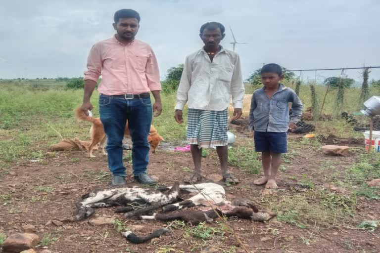 Sangli nine sheep died in Wolf attacks