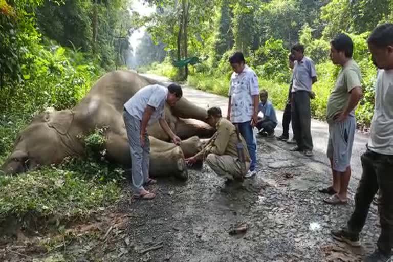 Wild elephant dies of electric shock in Dehing Patkai National Park