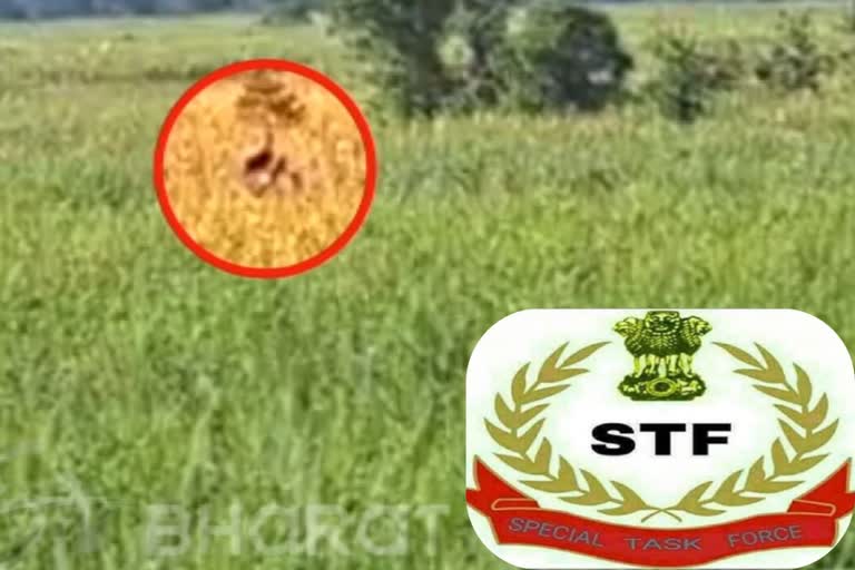 STF Jawan Shot Man Eater tiger