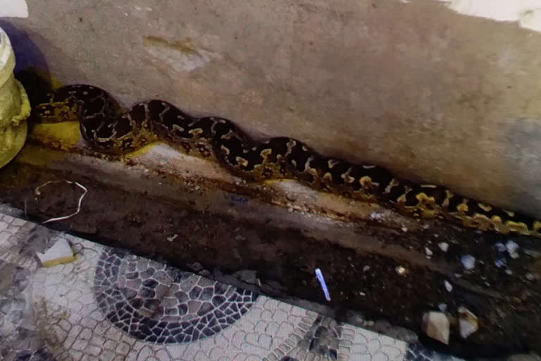 Python rescue in Palamu Medininagar