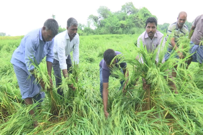 అకాల వర్షాలు.. అన్నదాతకు కష్టాలు.. ఇక ప్రభుత్వమే దిక్కు..