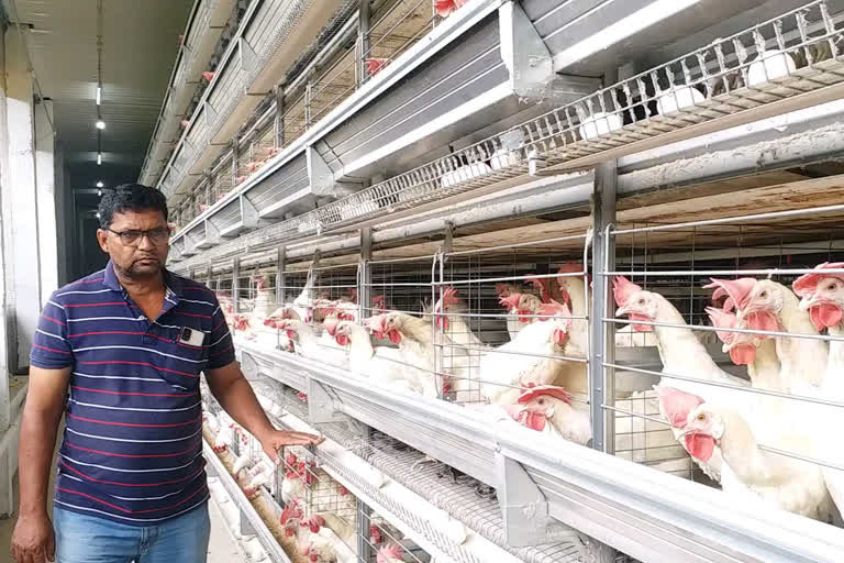 modern poultry farm in india