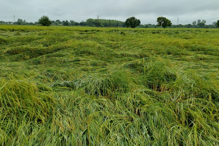 crop destroyed west greater noida