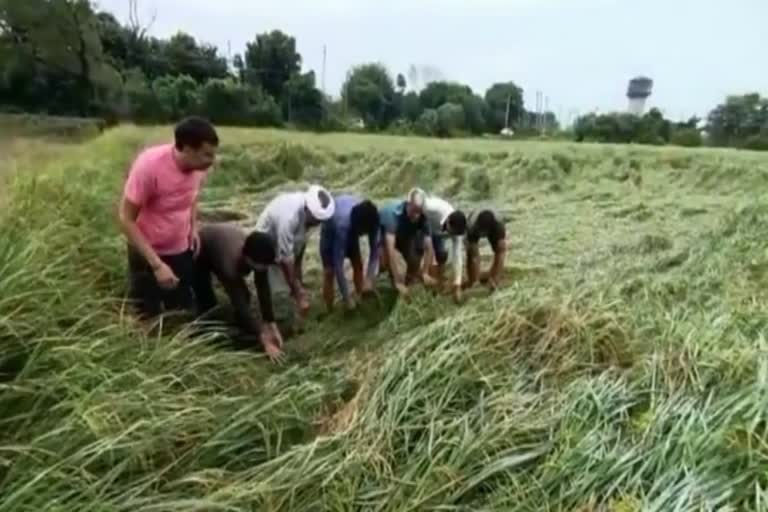 Crops submerged in Sonipat